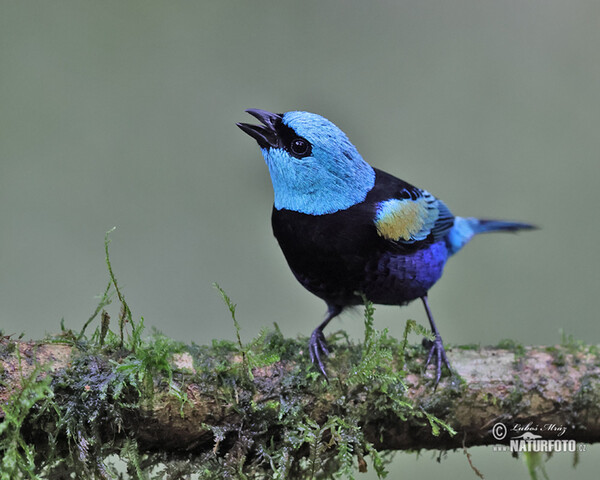 Tangara modrooká (Tangara cyanicollis)