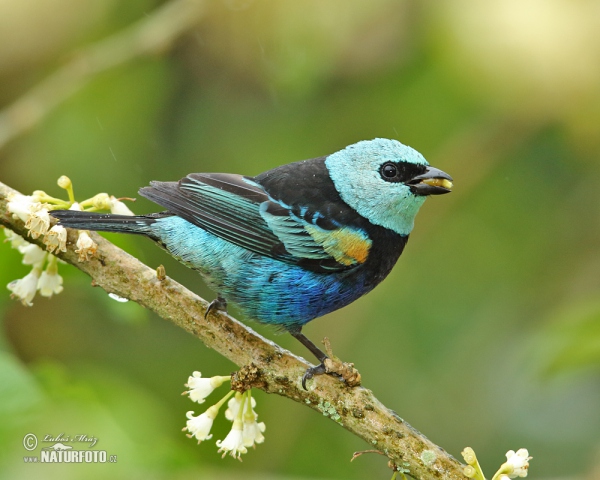 Tangara modrooká (Tangara cyanicollis)