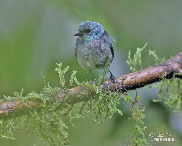 Tangara modrooká (Tangara cyanicollis)