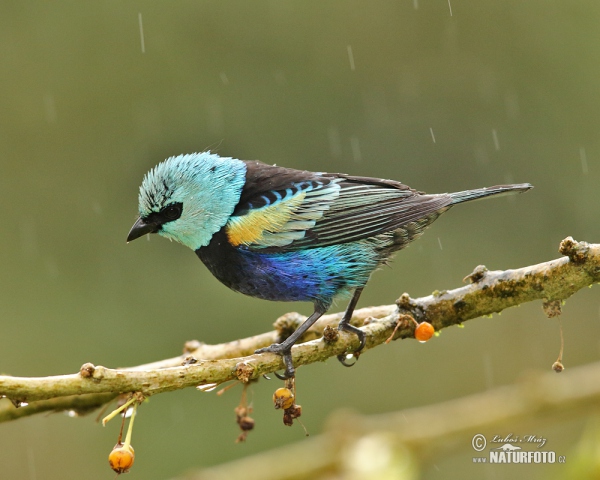 Tangara modrooká (Tangara cyanicollis)