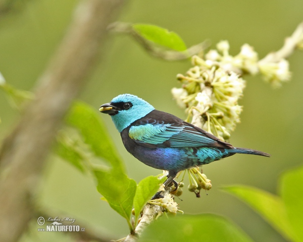 Tangara modrooká (Tangara cyanicollis)