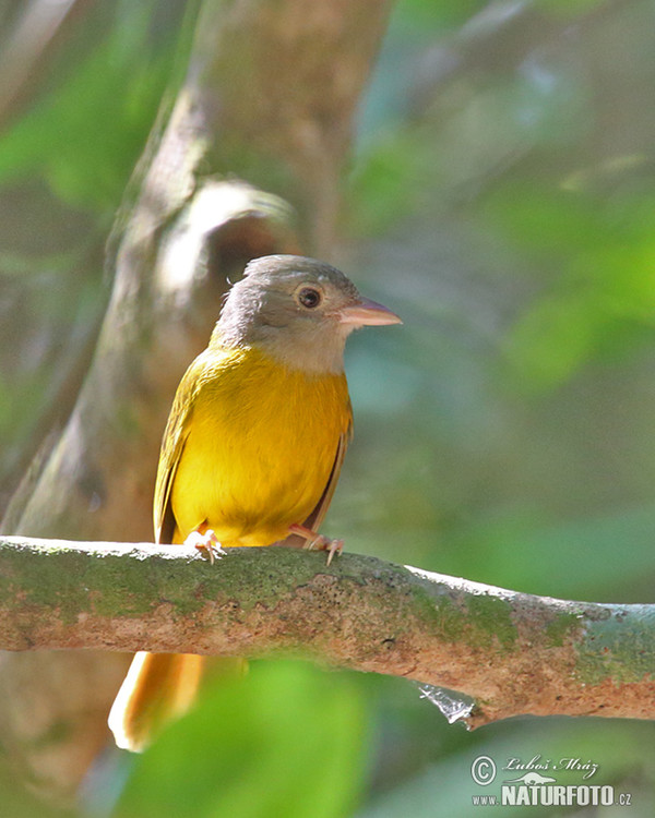 Tangara mravenčí (Eucometis penicillata)