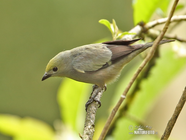 Tangara palmová (Tanagra palmarum)