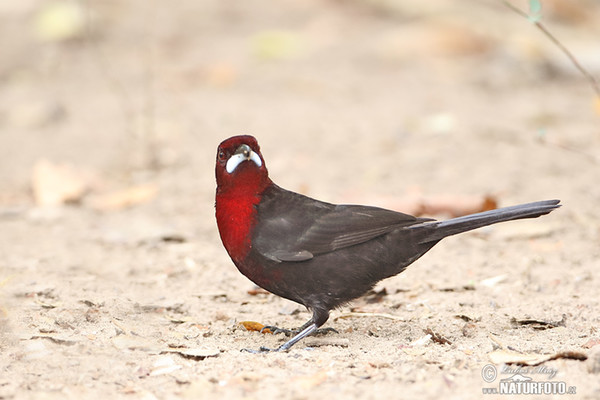 Tangara sametová (Ramphocelus carbo)