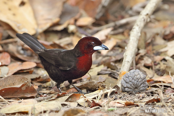 Tangara sametová (Ramphocelus carbo)