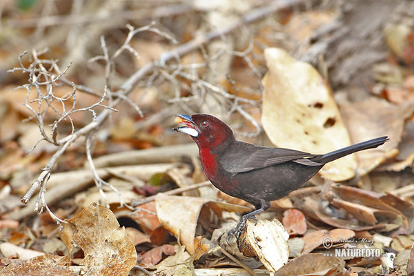 Tangara sametová (Ramphocelus carbo)