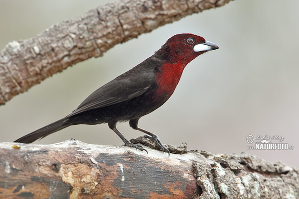 Tangara sametová (Ramphocelus carbo)