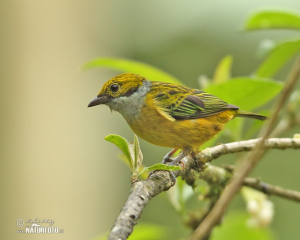 Tangara stříbrnohrdlá (Tangara icterocephala)