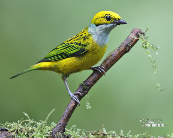 Tangara stříbrnohrdlá (Tangara icterocephala)