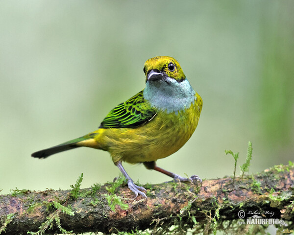 Tangara stříbrnohrdlá (Tangara icterocephala)