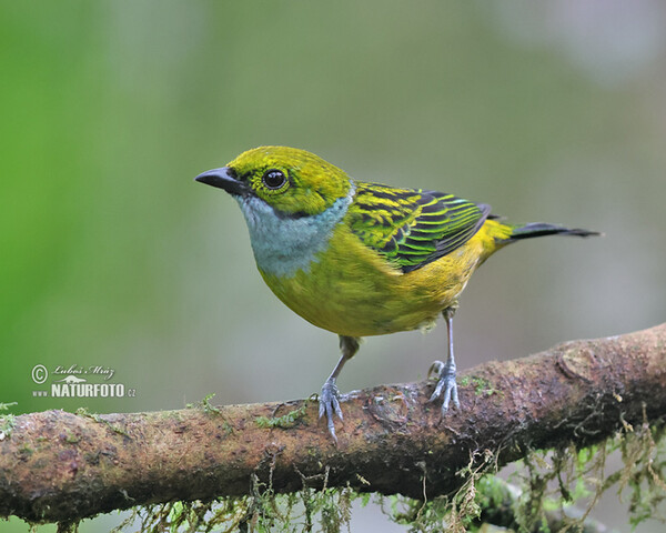 Tangara stříbrnohrdlá (Tangara icterocephala)