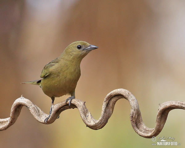 Tangara travní (Orthogonys chloricterus)