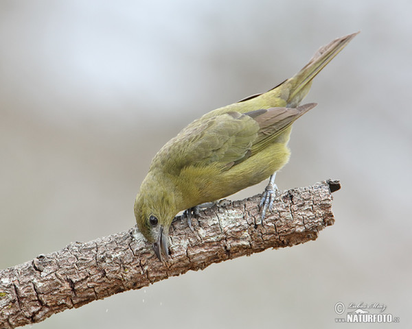 Tangara travní (Orthogonys chloricterus)