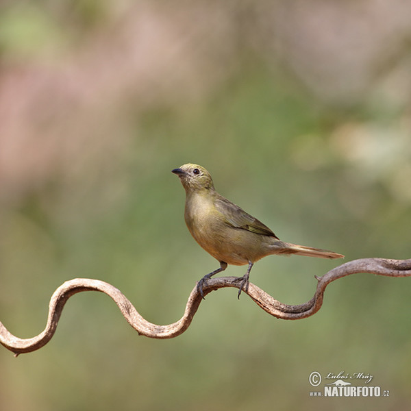 Tangara travní (Orthogonys chloricterus)