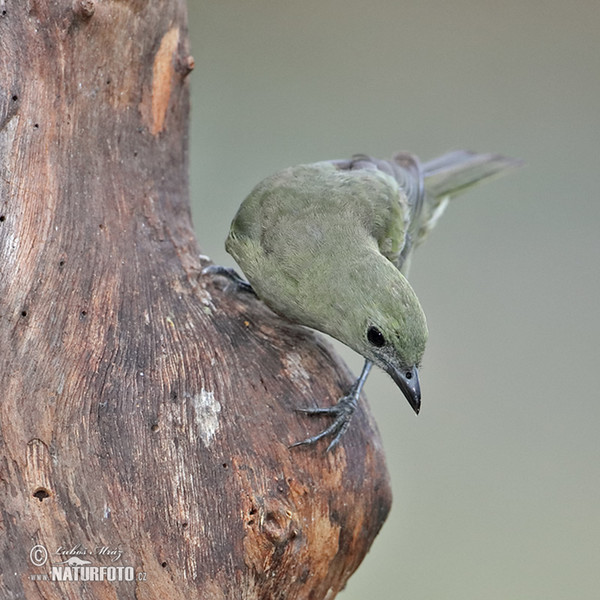 Tangara travní (Orthogonys chloricterus)