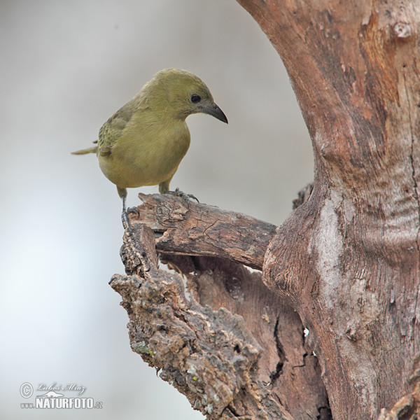 Tangara travní (Orthogonys chloricterus)