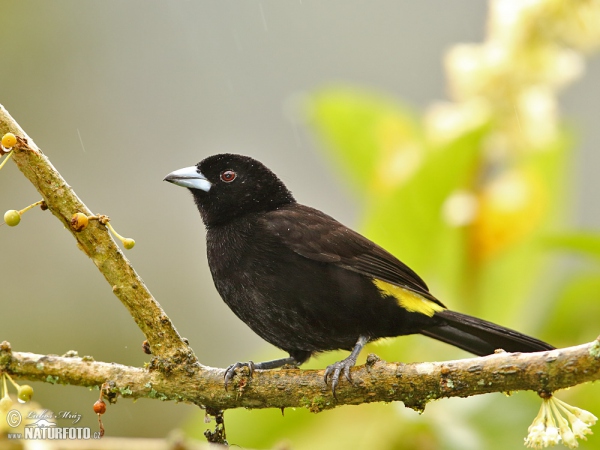 Tangara žlutoocasá (Ramphocelus icteronotus)