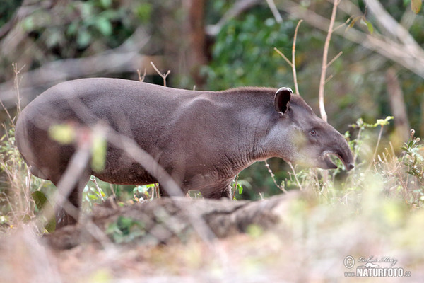 Tapír jihoamerický (Tapirus terrestris)