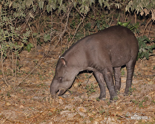 Tapír jihoamerický (Tapirus terrestris)