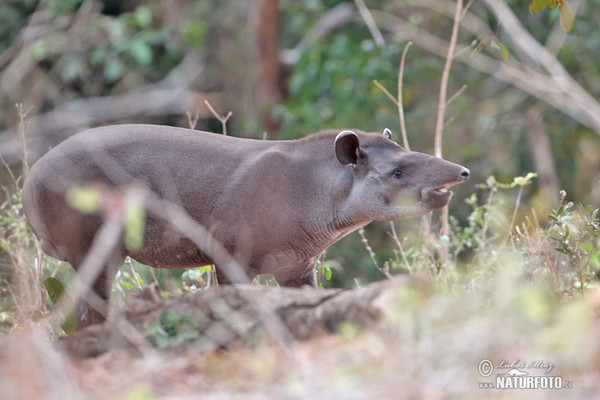 Tapír jihoamerický (Tapirus terrestris)