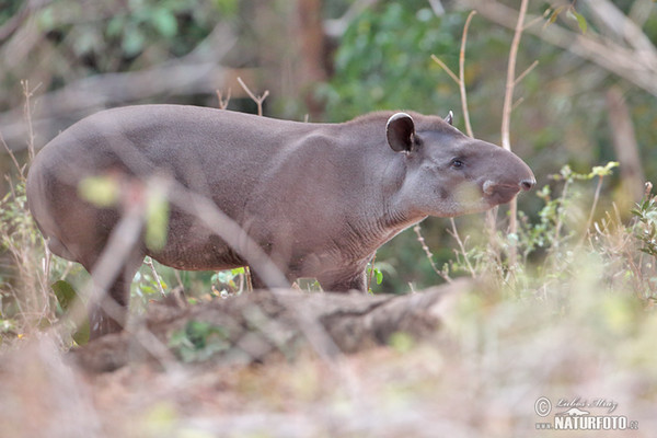 Tapír jihoamerický (Tapirus terrestris)