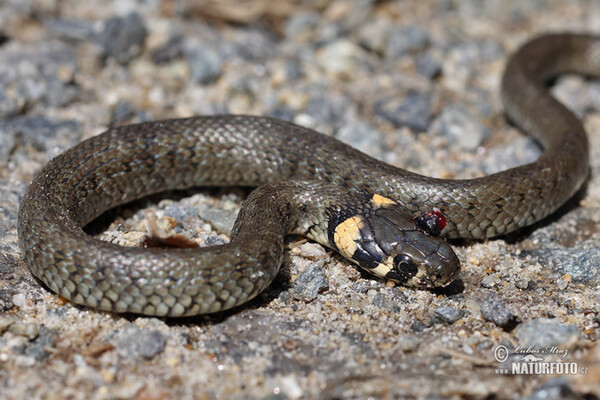 Tělesné vady (Handicaps)