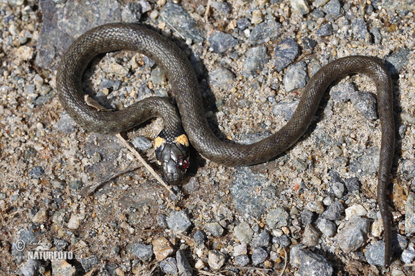 Tělesné vady (Handicaps)