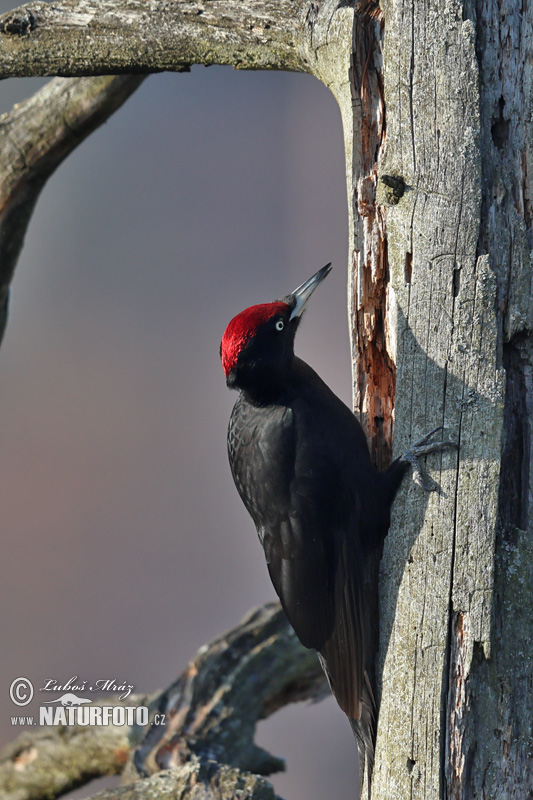 Tesár čierny (Dryocopus martius)