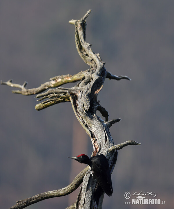 Tesár čierny (Dryocopus martius)