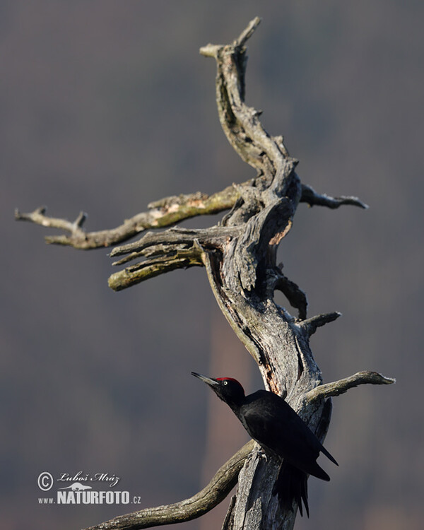 Tesár čierny (Dryocopus martius)