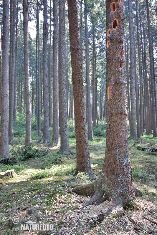 Tesár čierny (Dryocopus martius)