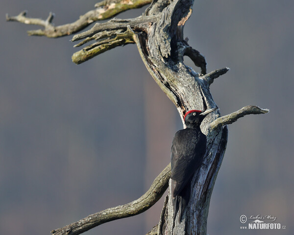 Tesár čierny (Dryocopus martius)