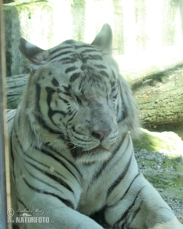 Tiger (Panthera tigris)