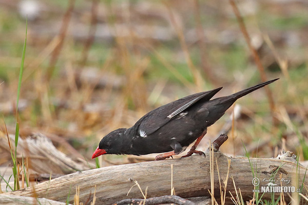 Tkalčík červenozobý (Bubalornis niger)