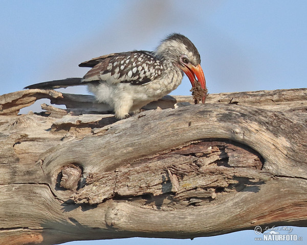 Toko červenozobý (Tockus erythrorhynchus)