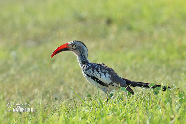 Toko červenozobý (Tockus erythrorhynchus)