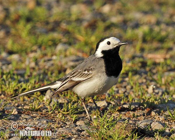 Trasochvost biely (Motacilla alba)