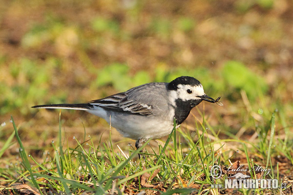 Trasochvost biely (Motacilla alba)