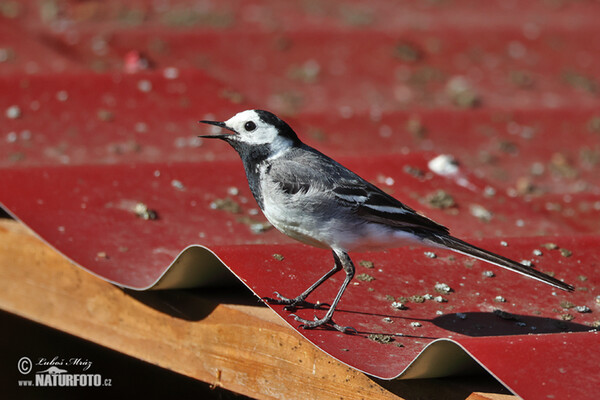 Trasochvost biely (Motacilla alba)