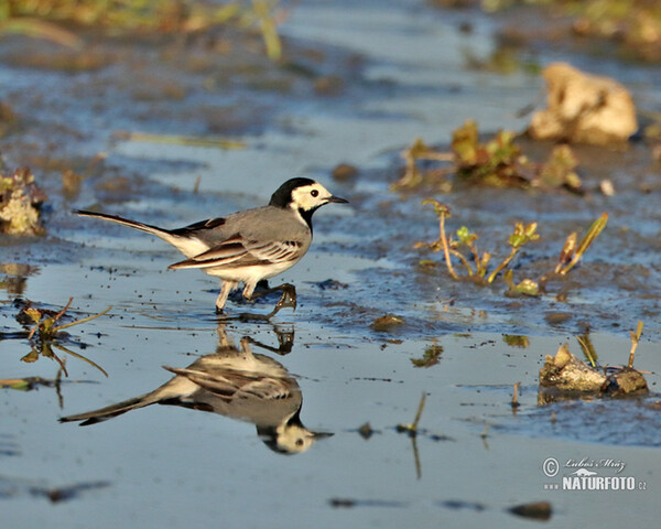 Trasochvost biely (Motacilla alba)