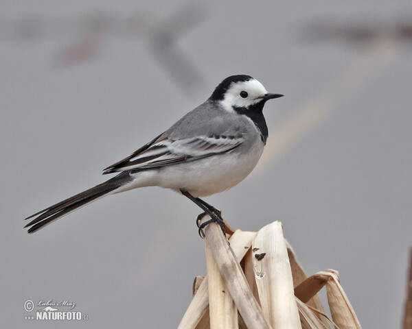 Trasochvost biely (Motacilla alba)