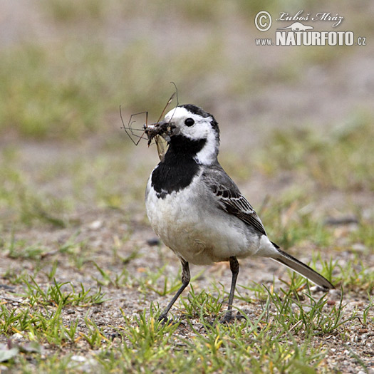 Trasochvost biely (Motacilla alba)
