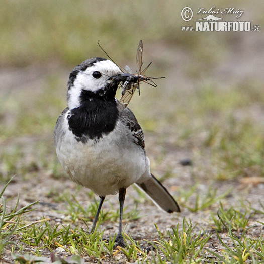 Trasochvost biely (Motacilla alba)