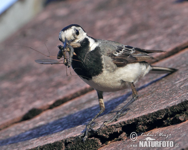 Trasochvost biely (Motacilla alba)