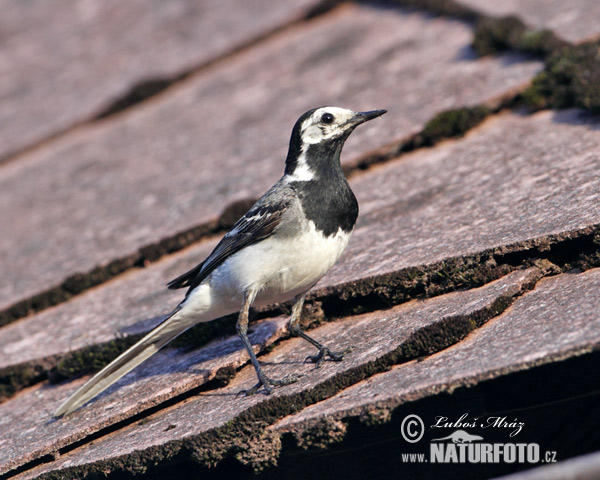 Trasochvost biely (Motacilla alba)