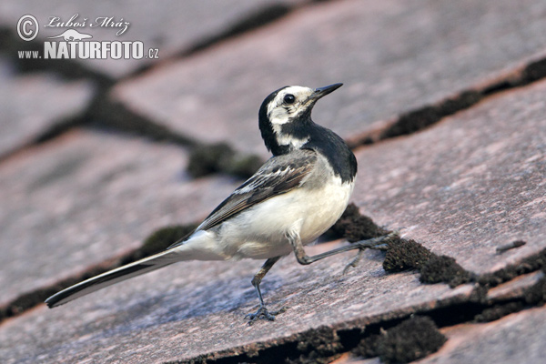 Trasochvost biely (Motacilla alba)