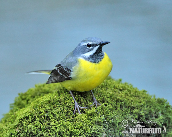 Trasochvost horský (Motacilla cinerea)