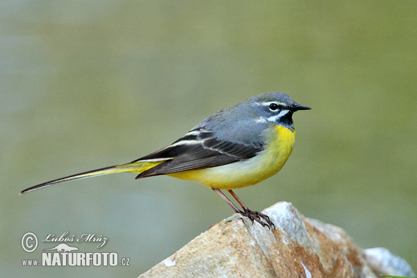 Trasochvost horský (Motacilla cinerea)