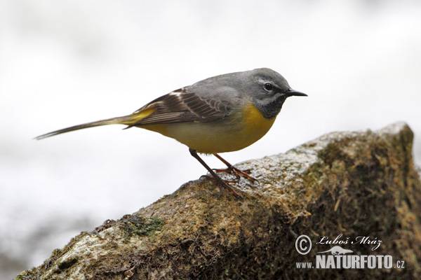 Trasochvost horský (Motacilla cinerea)