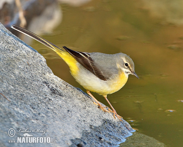 Trasochvost horský (Motacilla cinerea)